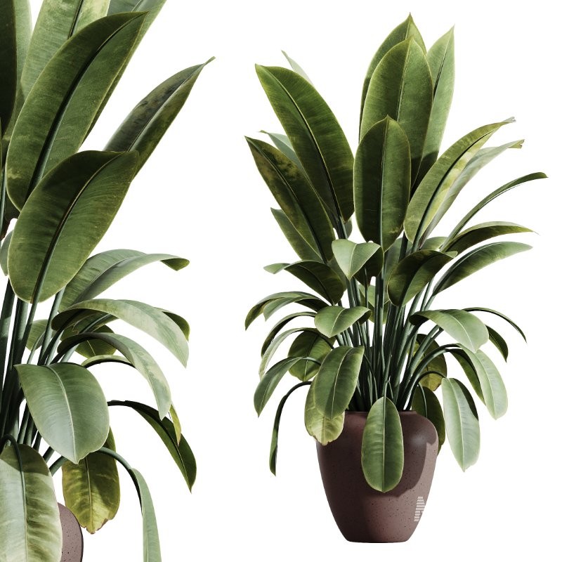AV Indoor Plants Set 414 Cyara Palm and Euphorbia Drupifera and Ficus Marginata and Ficus Elastica - Image 2