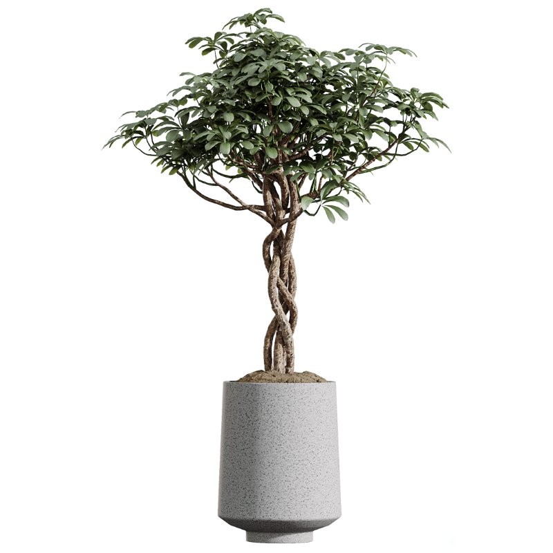 AV Indoor Plants Set 427 Olive Banana Palm Aspidistra - Image 3