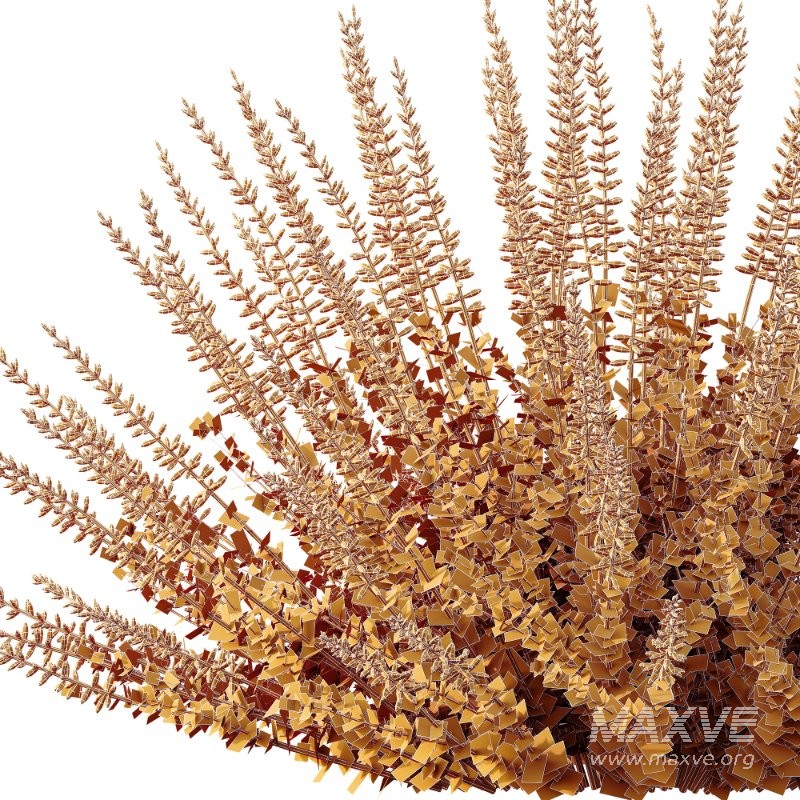 AV Spring flowering shrubs Alchemilla Mollis Vulgaris and Calluna Vulgaris Helena - Image 9