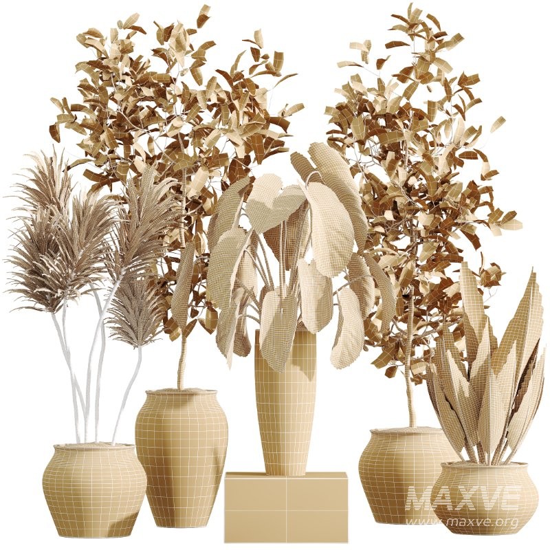 AV Indoor Plants Set 415 Banana and Briful Pachira and Cunjevoi Alocasia and Yucca - Image 5