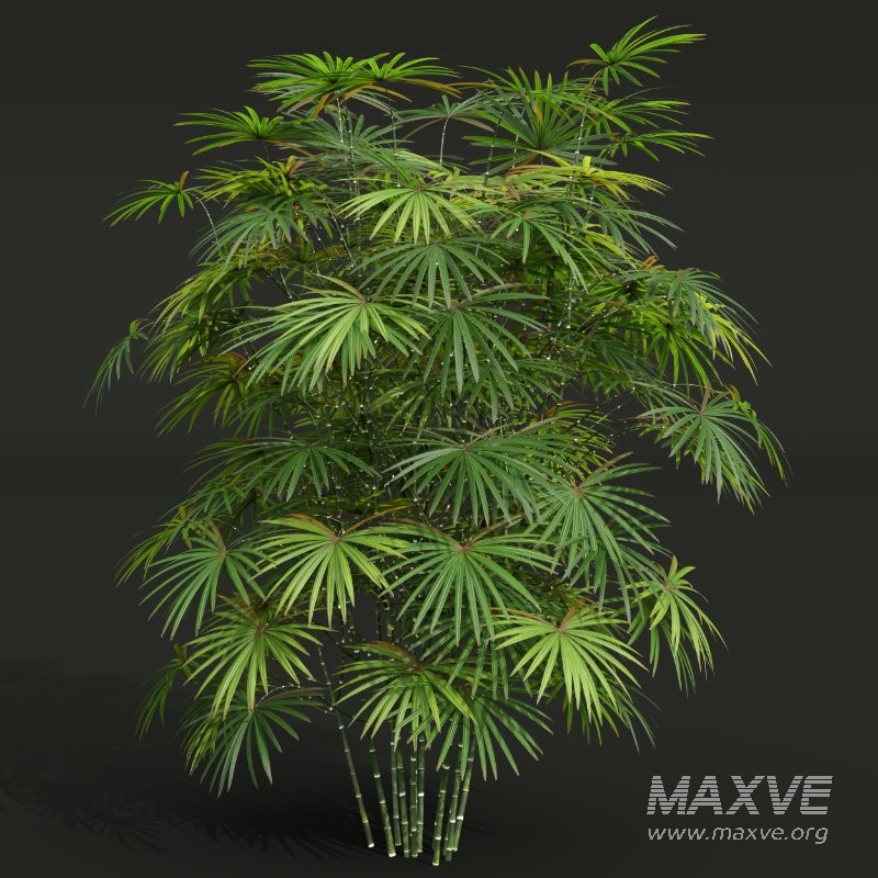 AV Angiopteris Fokiensis Fern Forest and Rhapis Excelsa - Image 4