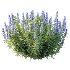 Leucophyllum frutescens Echium candicans Pride of Madeira Bush - Thumbnail 2