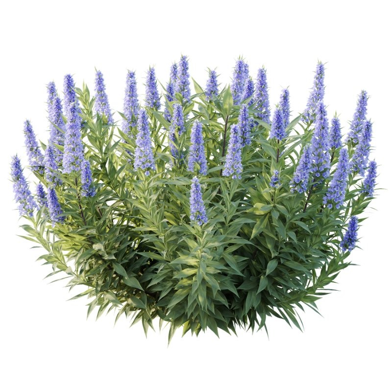 Leucophyllum frutescens Echium candicans Pride of Madeira Bush - Image 2