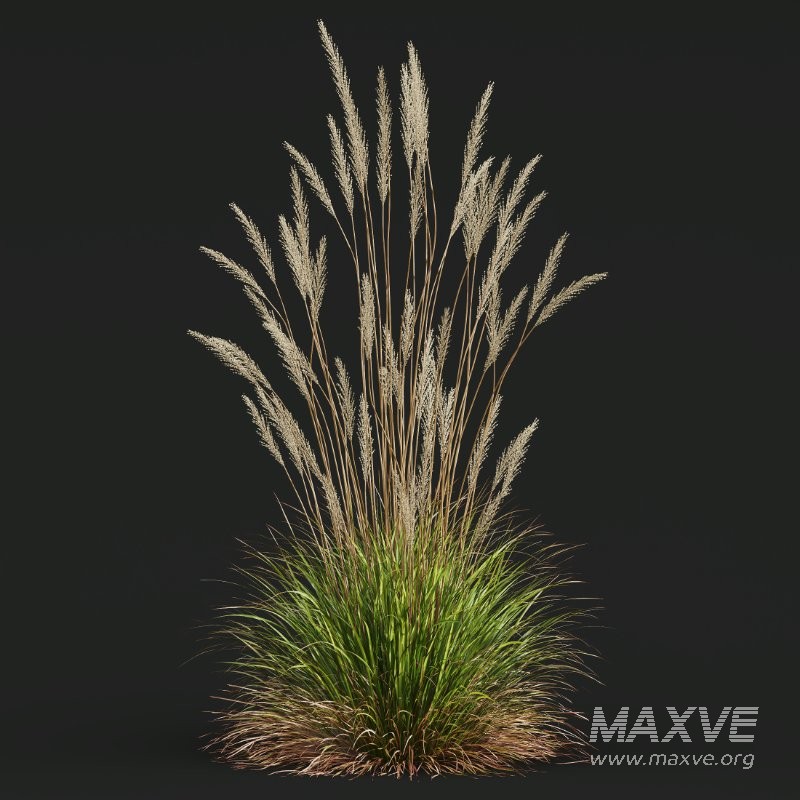 ntal grass set. Featuring the iconic Calamagrostis Acutiflora ‘Karl Foerster’—known for its tall, upright plumes—and the soft, arching forms of Stipa Arundinacea (Anemanthele Lessoniana), this collection captures the subtle beauty and dynamic movement of real-world meadow vegetation. - Image 5