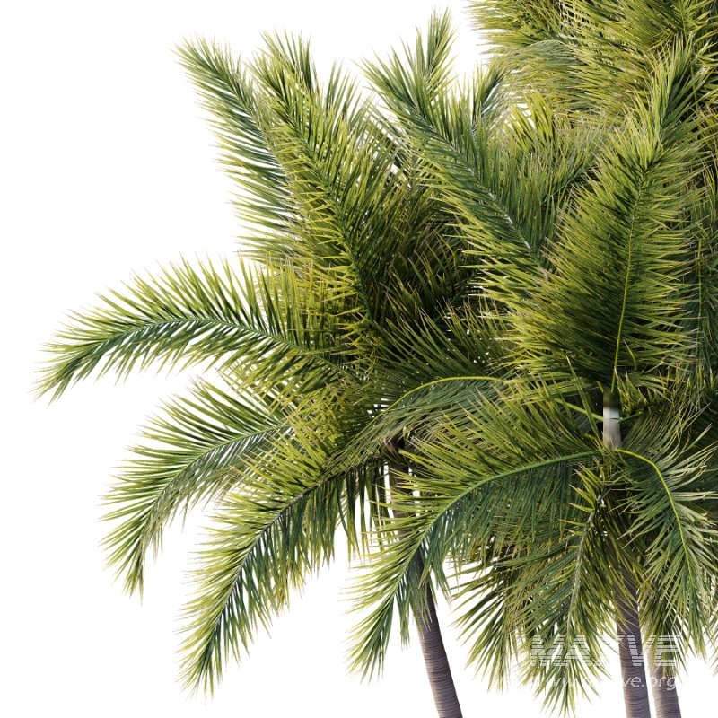 Roystonea Regia Tree 11 - Image 2