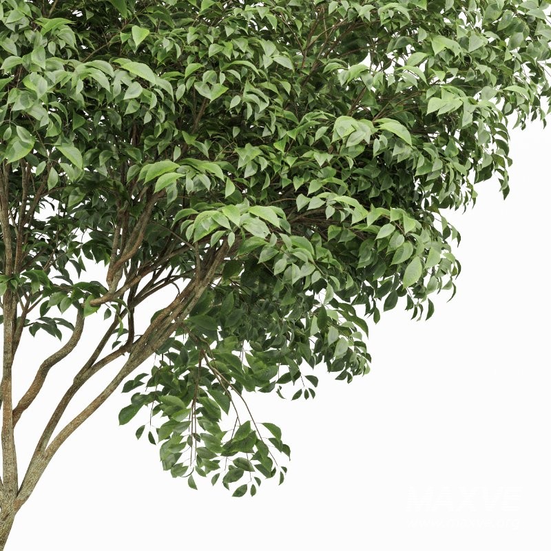 ntal foliage. The bold fan-like leaves of the Traveler’s Palm introduce dramatic visual impact, while the Japanese Cherry Leaf trees provide organic texture and depth, making this set ideal for luxury resorts, tropical landscapes, villa gardens, and cinematic architectural environments. - Image 5