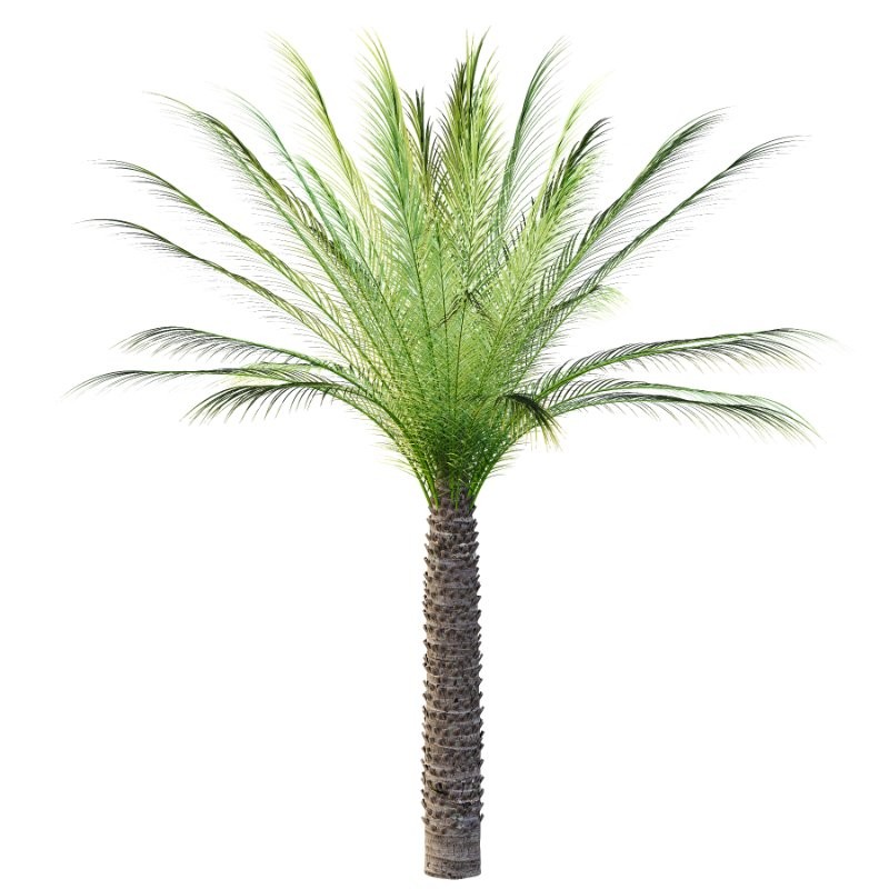 Phoenix roebelenii Palm Trees 07 - Image 5