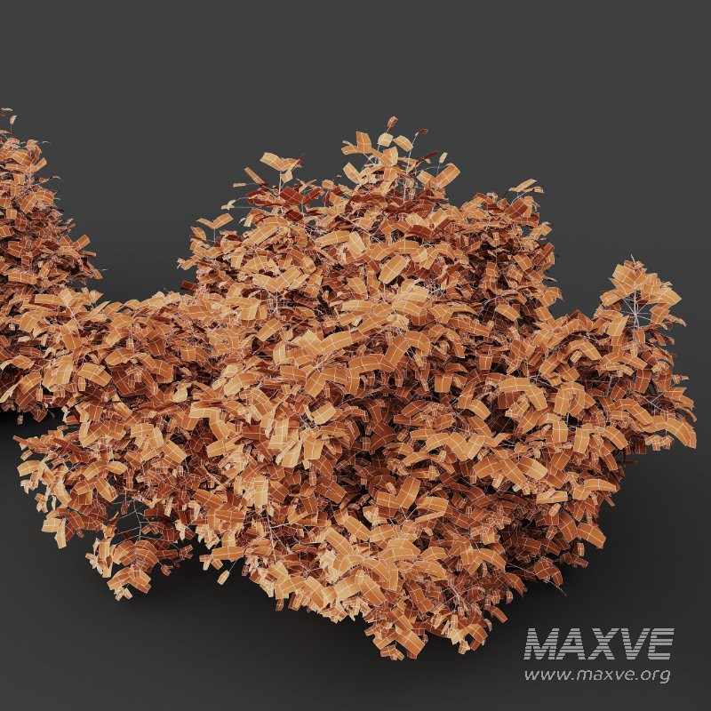 AV Spring bushes Myrtle White Flower and Cotinus coggygria - Image 8