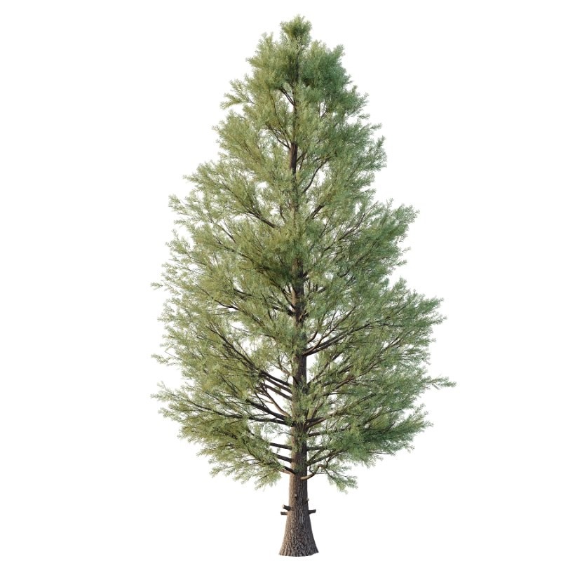 Eastern Red Cedar 01 - Image 3