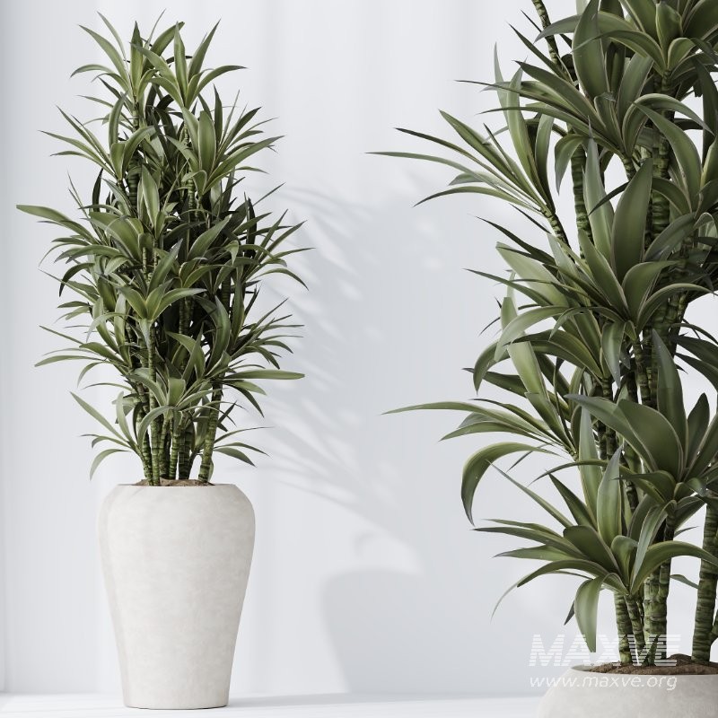 ntal tropical plants. Each model has been meticulously crafted to highlight the unique botanical identity of its species—from the lively fruit-bearing Calamondin Orange tree to the bold architectural leaves of Calathea Lutea, the delicate branching of Ficus Marginata, the lush vertical density of Areca Palm, and the dynamic linear foliage of Lemon Cane Dragon. - Image 6