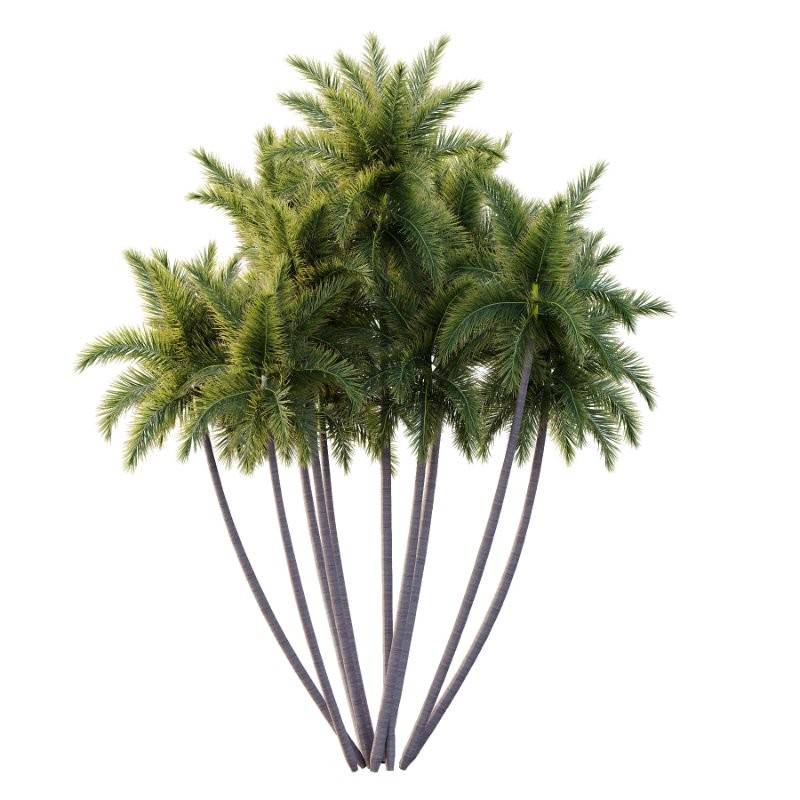 Roystonea Regia Tree 11 - Image 3