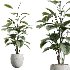 AV Indoor Plants Set 436 Ficus lyrata Areca Cat Reed Palm Ficus Elastica Olive tree Ficus macrocarpa - Thumbnail 2
