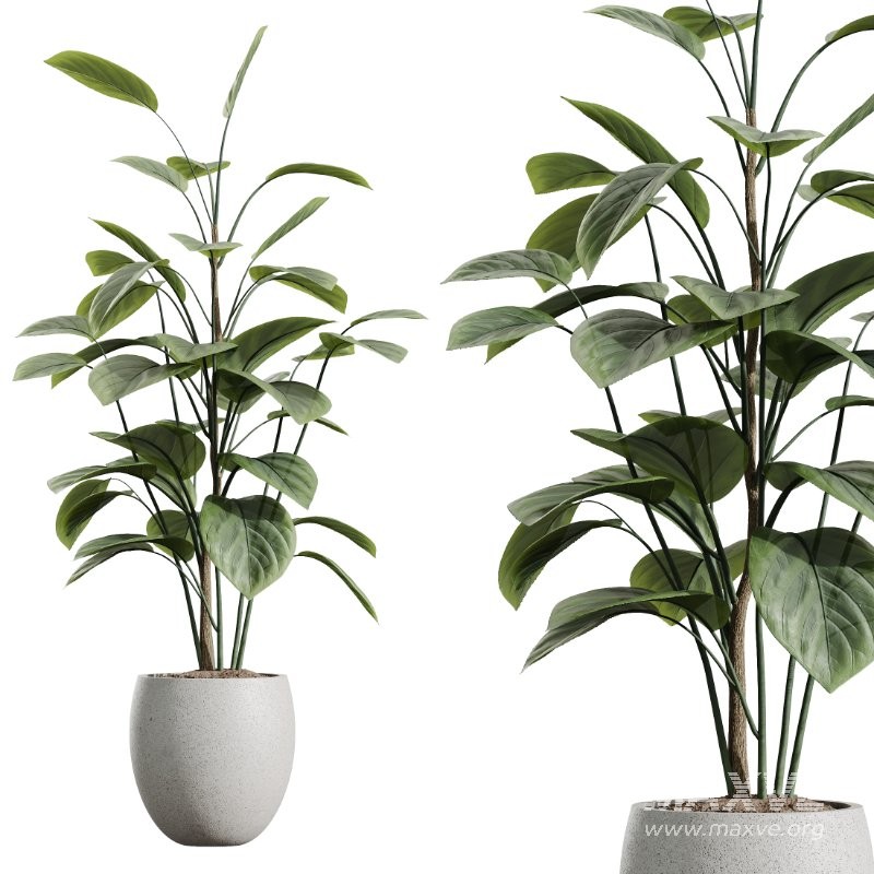 AV Indoor Plants Set 436 Ficus lyrata Areca Cat Reed Palm Ficus Elastica Olive tree Ficus macrocarpa - Image 2