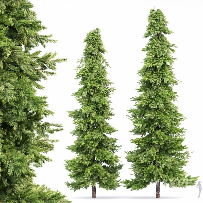 AV Spruce and Mediterranean Cypress 3Trees - Image 2