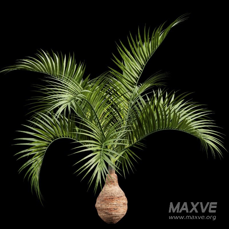 AV Sabal Palmetto Cabbage Palm and Bottle palm tree hyophorbe lagenicaulis - Image 5
