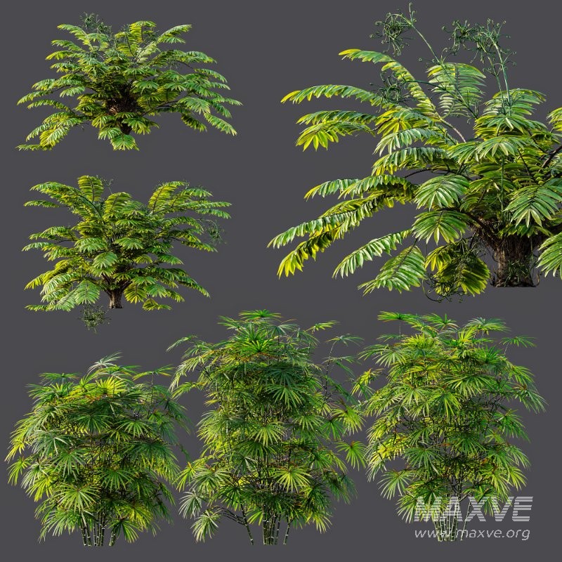 AV Angiopteris Fokiensis Fern Forest and Rhapis Excelsa - Image 12