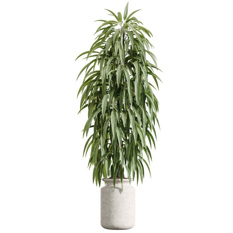 AV Indoor Plants Set 426 Ficus Fig Warneckii Sansevieria Orange - Image 5