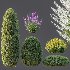 AV Calluna Vulgaris Helena Summer Broom Heather Garden Girls and Concinna Bonsai Pruned - Thumbnail 8