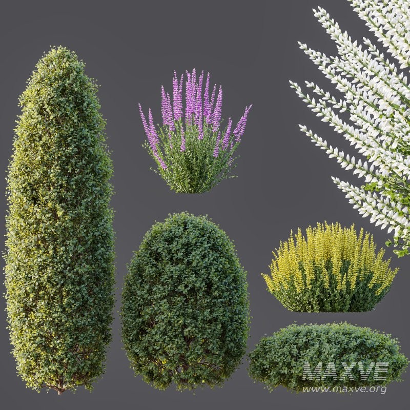 AV Calluna Vulgaris Helena Summer Broom Heather Garden Girls and Concinna Bonsai Pruned - Image 8