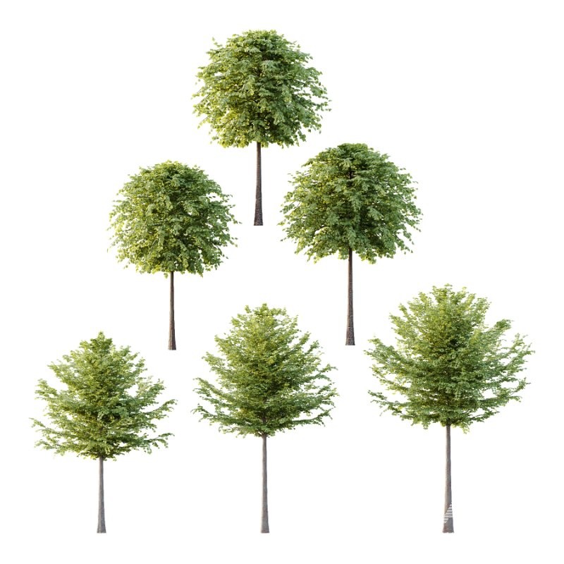 Diffrent Tilia platyphyllos Tree 003 - Image 1