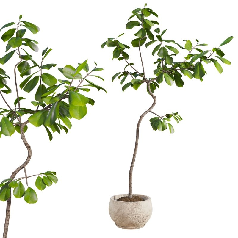 Curved Indoor Ficus Tree in Light Stone Pot - Image 4
