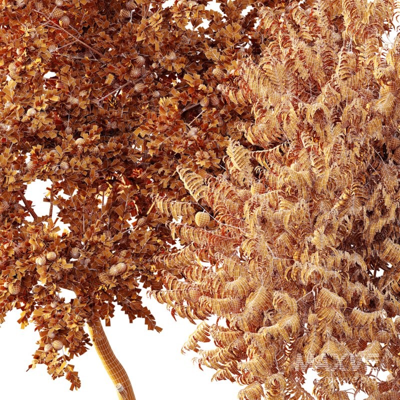 AV fruit trees Amygdalus Persica Peach and Orange tree - Image 7