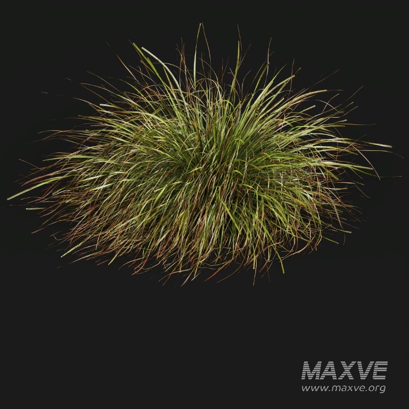 ntal grasses. These tufted, wind-swept grasses are modeled with exceptional care to capture their signature arching blades, airy volume, and subtle color variation ranging from warm yellow-greens to earthy bronze tones. - Image 6
