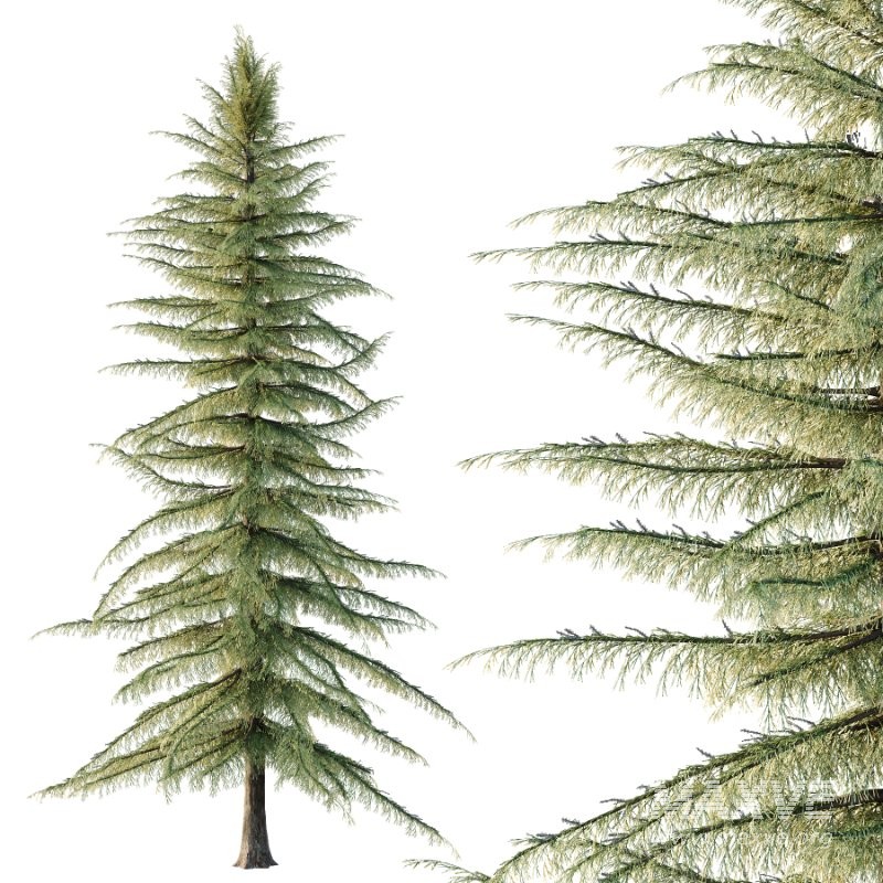 s including: Nootka cypress, yellow cypress, Alaska cypress, Nootka cedar, yellow cedar, Alaska cedar, and Alaska yellow cedar. The specific epithet nootkatensis is derived from the species being from the area of Nootka Sound on the west coast of Vancouver Island, Canada. Both locations are named for the older European name Nootka, given the Nuu-chah-nulth First Nation. - Image 3