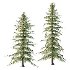 Alaska Cedar Tree 01 - Thumbnail 3