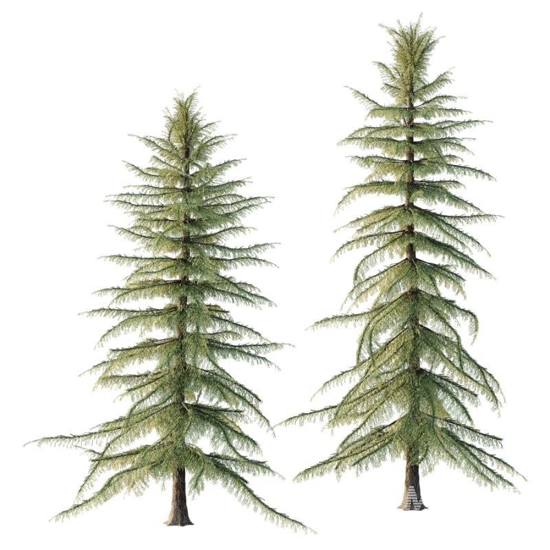 Alaska Cedar Tree 01 - Image 3