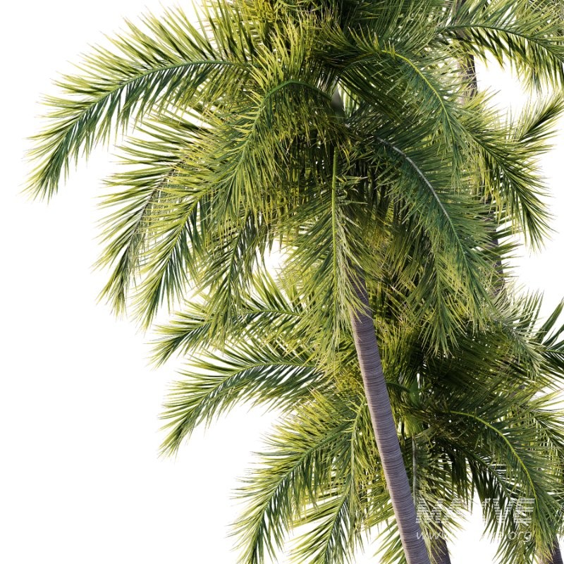 Roystonea Regia Tree 08 - Image 3