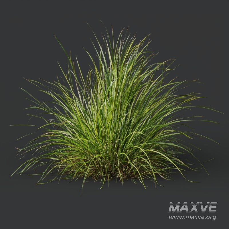 ntal grass set featuring Molinia Caerulea ‘Heidebraut’ (Kleines Pfeifengras) and Carex Elata ‘Aurea’. This combination blends the tall, upright flowering stems of Molinia with the dense, arching, golden-green foliage of Carex, creating a balanced and visually rich planting that works beautifully in contemporary gardens, parks, naturalistic landscapes, and architectural visualizations. - Image 8