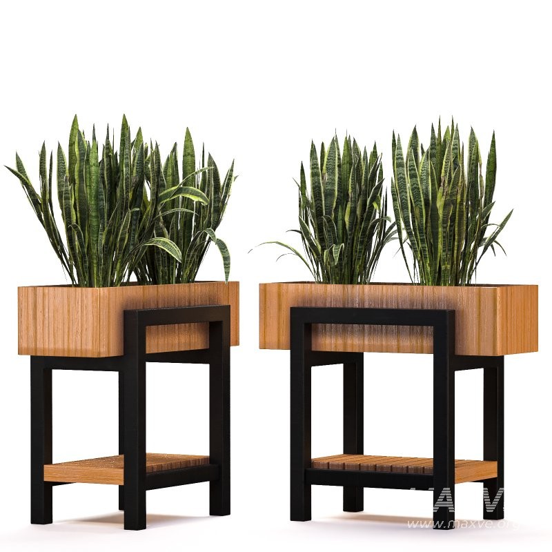 Plant Set 13 - Image 2