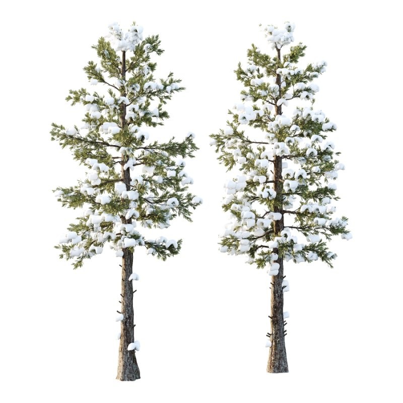 Douglas Fir Winter Tree 02 - Image 1