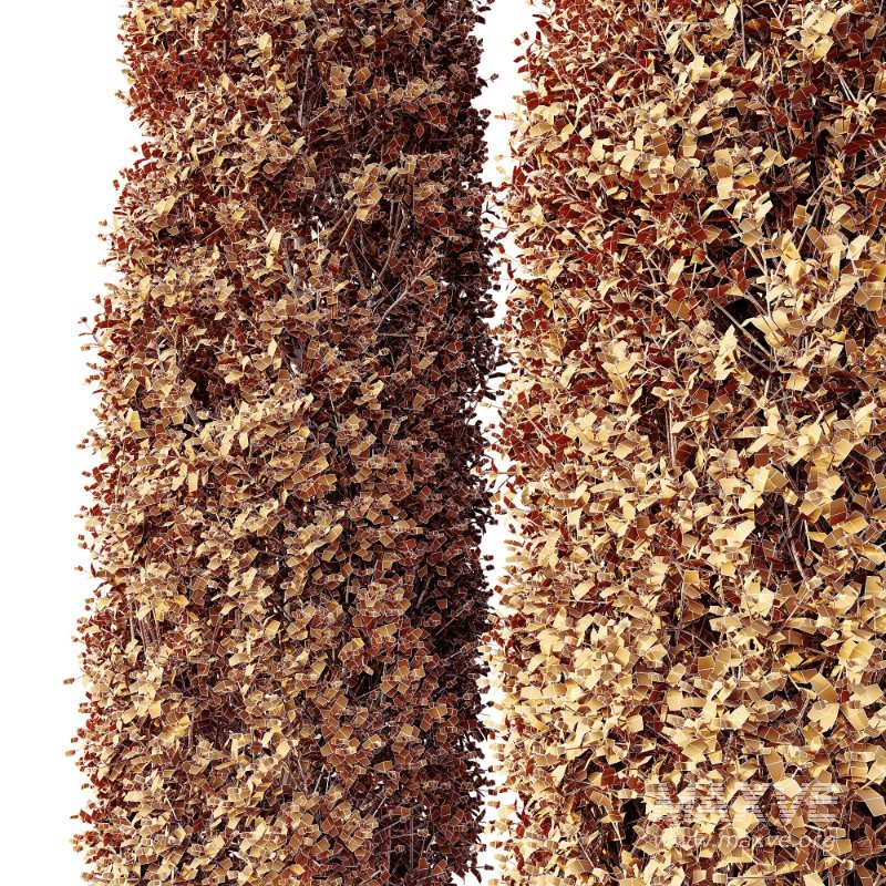 AV Calluna Vulgaris Helena Summer Broom Heather Garden Girls and Concinna Bonsai Pruned - Image 10