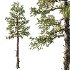 Douglas Fir Tree 01 - Thumbnail 4