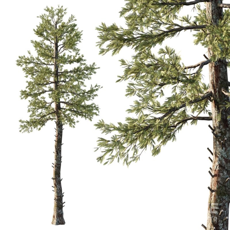 Douglas Fir Tree 01 - Image 4