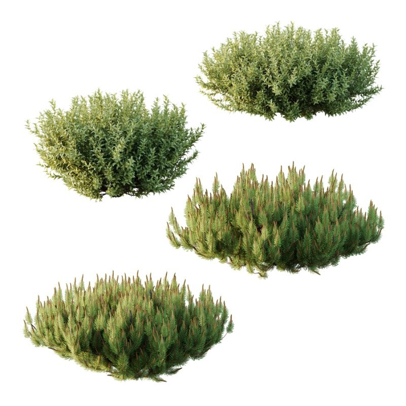 Diffrent Bush 03 Frutices Fortescue Euonymus Pinus Mugo plant - Image 1