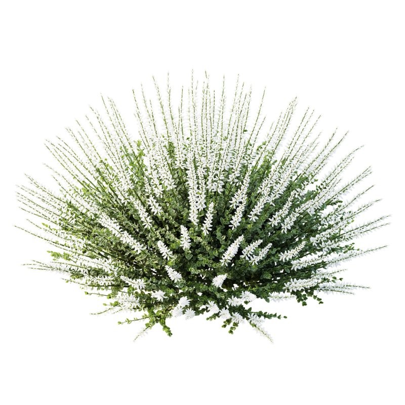 AV Spring flowering shrubs Alchemilla Mollis Vulgaris and Calluna Vulgaris Helena - Image 2