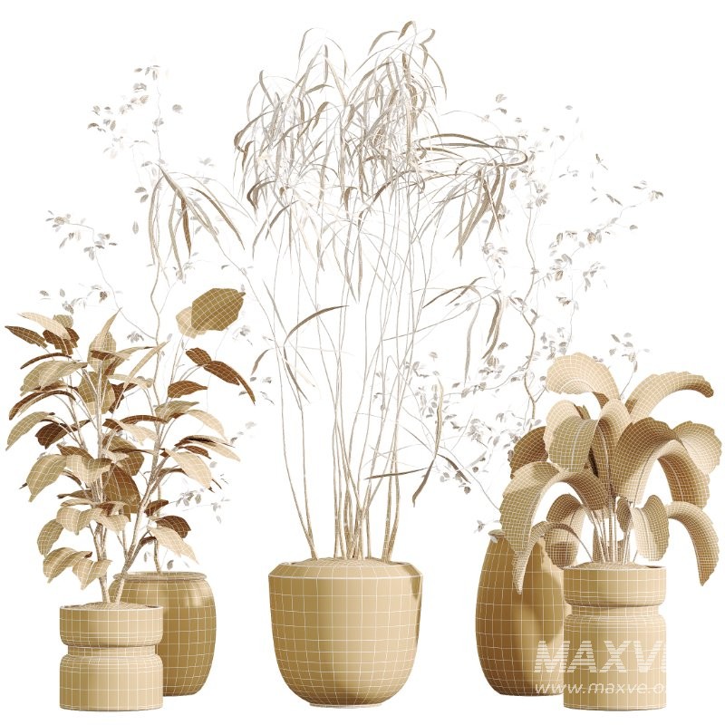 AV HousePlants set 419 Ficus Marginata and Japandi Minimalism and Banana Nicolai and Ficus lyrate - Image 9
