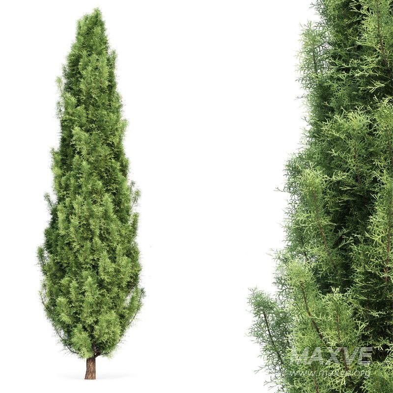 AV Spruce and Mediterranean Cypress 3Trees - Image 8