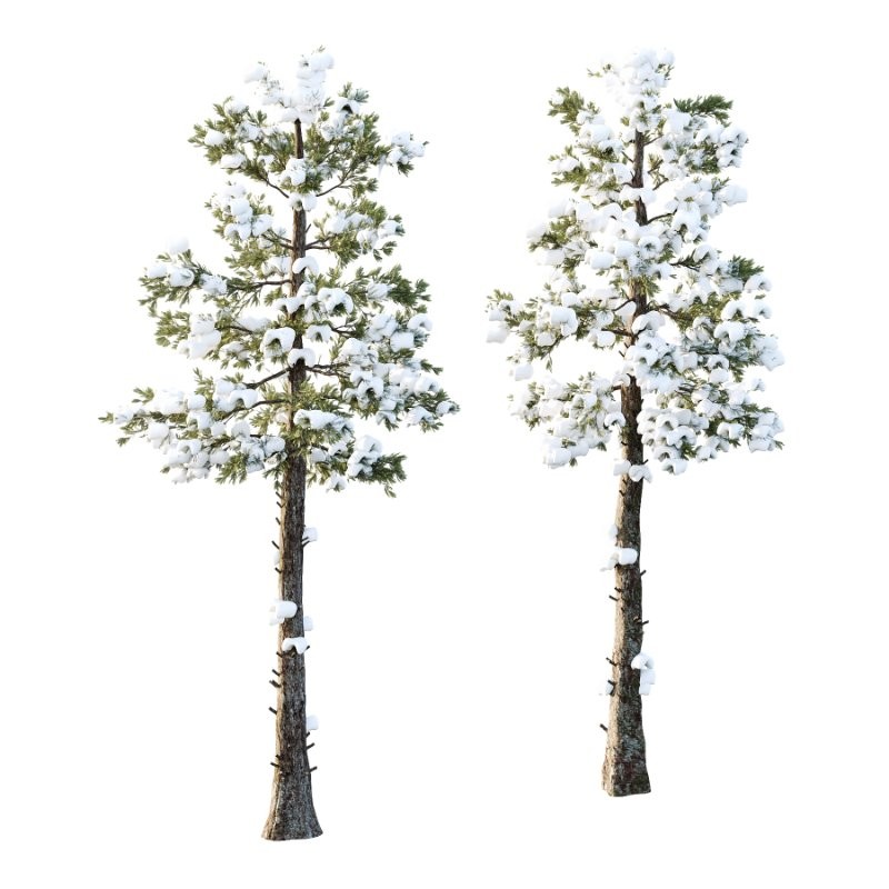 Douglas Fir Winter Tree 01 - Image 1