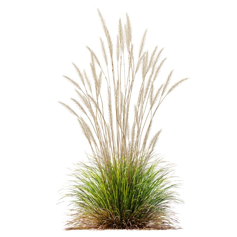 ntal grass set. Featuring the iconic Calamagrostis Acutiflora ‘Karl Foerster’—known for its tall, upright plumes—and the soft, arching forms of Stipa Arundinacea (Anemanthele Lessoniana), this collection captures the subtle beauty and dynamic movement of real-world meadow vegetation. - Image 4