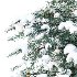 Blue Spruce Winter Tree 02 - Thumbnail 2