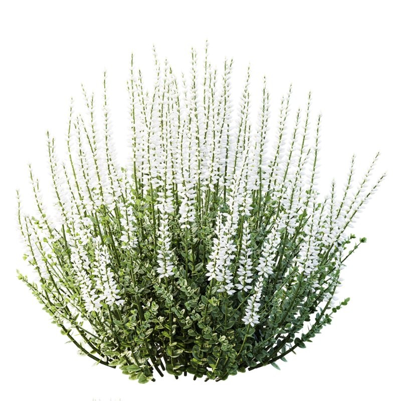 AV Calluna Vulgaris Helena Summer Broom Heather Garden Girls and Concinna Bonsai Pruned - Image 1
