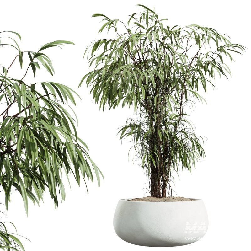 AV Indoor Plants Set 414 Cyara Palm and Euphorbia Drupifera and Ficus Marginata and Ficus Elastica - Image 5