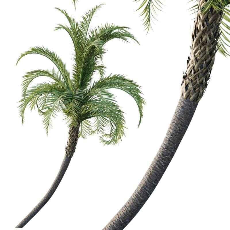 Curly Palm Tree 03 - Image 3