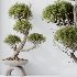 AV Indoor Plants Set 421 Ficus Microcarpa Bonsai Ginseng and Bonsai Pinus Pentaphylla Thunbergii - Thumbnail 4