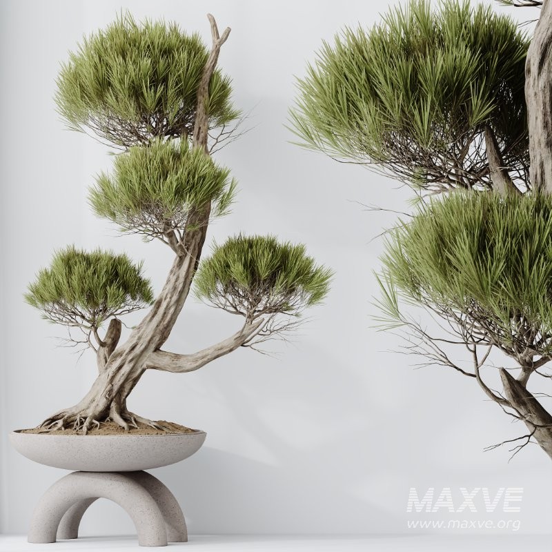AV Indoor Plants Set 421 Ficus Microcarpa Bonsai Ginseng and Bonsai Pinus Pentaphylla Thunbergii - Image 4