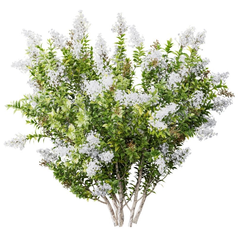 AV Spring bushes Myrtle White Flower and Cotinus coggygria - Image 2